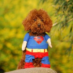 Alfie Pet by Petoga Couture – Superhero Costume Superman – Size: M