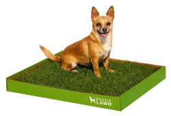 DoggieLawn Disposable Dog Potty, SPACIOUS 24 3/4 x 21 inches *REAL* grass
