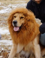 Prime DAY Sale – 10% Off-dogloveit Large Pet Dog Cat Lion Wigs Mane Hair Festival Party Fancy Dress Clothes Costume
