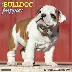 2016 Just Bulldog Puppies Wall Calendar