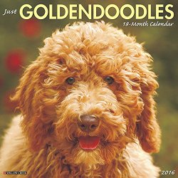 2016 Just Goldendoodles Wall Calendar