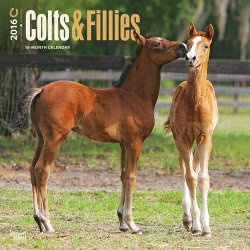 Colts & Fillies 2016 Square 12×12