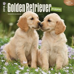 Golden Retriever Puppies 2016 Square 12×12