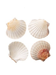 Harold Imports Natural Baking Shells Set of 4