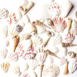 Sea Shells Mixed Beach Seashells – Various Sizes up to 2″ Shells -Bag of Approx. 50 Seashells