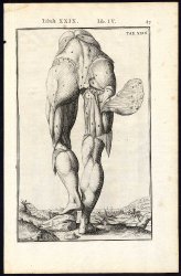 14 Anatomical Prints-LEG-HIP-FOOT-THIGH-MUSCLE-BONE-Spigelius-Casserius-1645