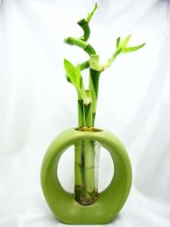 9GreenBox – Live Spiral 3 Style Lucky Bamboo Plant Arrangement w/ Green Round Ceramic Vase