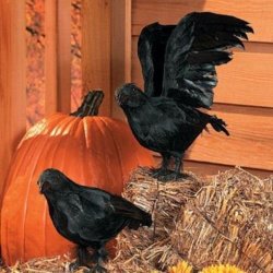 Realistic Feathered Crows -Set of 2 – Great Halloween Prop!