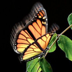 Elegant Aliform Monarch Moving Butterfly