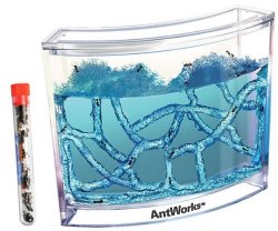 Live Blue Gel Ant Habitat Shipped with 25 Live Ants Now (1 Tube of Ants)