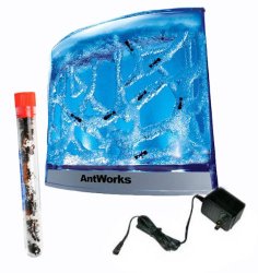 Live Lighted Blue Gel Ant Habitat Shipped with 25 Live Ants Now (1 Tube of Ants)