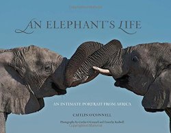 Elephant’s Life: An Intimate Portrait From Africa