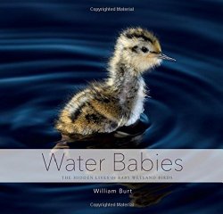 Water Babies: The Hidden Lives of Baby Wetland Birds