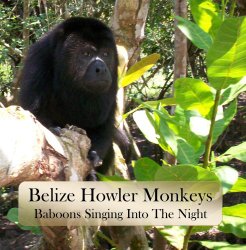 Belize Bruce’s Howler Monkeys: Baboons Singing Into The Night