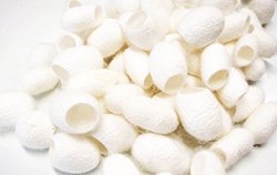 100 Pcs. Organic Natural White Silk Cocoon Balls Facial Skin Care Scrub Beauty& Healthy skin care /remove whitening/ facial cleanser Balls