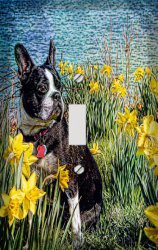 Boston Terrier in Daffodils Decorative Switchplate Cover