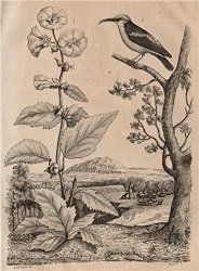 Guimauve (Marshmallow). Althaea officinalis. Guit-guit (Honeycreeper), 1834