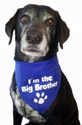 BANDANA – I’m the Big Brother for Medium to Large Dogs – Royal Blue