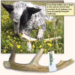 Antler Dog Chew from Pet Expertise, X-Large 8″-10″ Long, 1 Piece