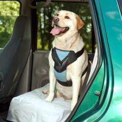 Bergan Dog Auto Harness with Tether, Large