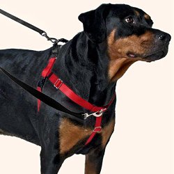 Freedom No-Pull Dog Harness Training Package with Leash, Teal Medium (1″ wide)