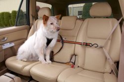 Kurgo Leash and Zipline Dog Vehicle Restraint