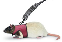 Super Pet Ferret Comfort Harness and Stretchy Small Leash, Colors Vary