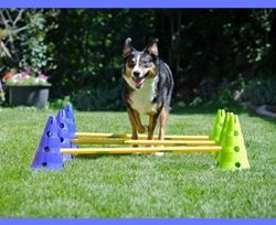 FitPAWS Kit Canine Dog Agility Gym