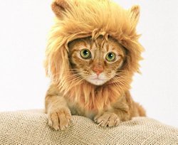 Prymal Lion Mane Dog Cat Costume. This Pet Costume Turns Your Pet Into a Ferocious Lion! (Please Be Aware of Fake Products From Other Sellers)