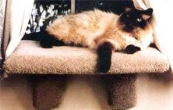 Extra Large Padded Cat Window Perch : Color SPECKLED SAND : Size EXTRA LARGE PERCH