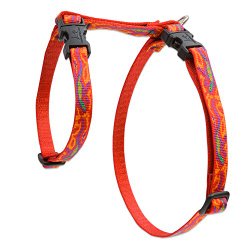Lupine 1/2-Inch Go Gecko H-Style Small Pet Harness, 12 to 20-Inch