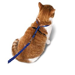 Petsafe Come With Me Kitty Harness and Bungee Leash, Medium, Royal Blue