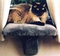 Small Padded Cat Window Perch : Color TAN : Size SMALL PERCH