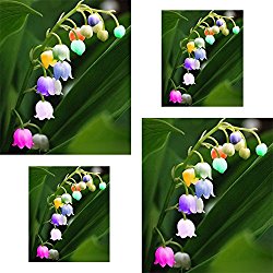 (Colorful Lily *Ambizu*) 10+10 Seeds / Pack, Convallaria Majalis Colorful Lily of the Valley