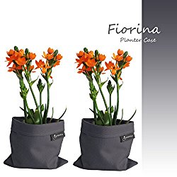 Greenbo Fiorina Soft Case Planter Cover, Gray