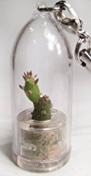 Needle Bonsai – Live Cacti Cactus Miniature Terrarium Flower – Pet Plant – Boo-Boo Plant