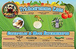 Caterpillar & Moth Exterminator- Trichogramma 3 Squares/ 12,000 Eggs