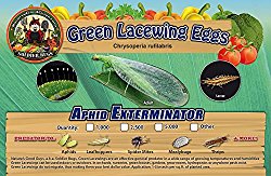 Green Lacewing 1000 Eggs – Good Bugs – Aphid Exterminator