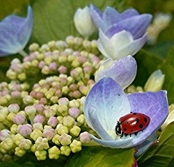Hirt’s Gardens Ladybug Nectar – 8 Ounces – Attracts and Keeps Beneficial Insects in the Garden