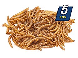 MBTP Bulk Dried Mealworms – Treats for Chickens & Wild Birds (5 Lbs)