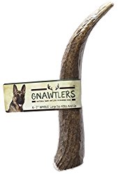 Gnawtlers – Premium Elk Antlers For Dogs, Naturally Shed Elk Antlers, USA Natural Elk Antler Chews, Specially Selected Elks Antlers From The Rocky Mountain & Heartland Regions – 6″- 7″ Elk Antler
